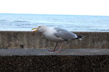 Gully - Our resident seagull